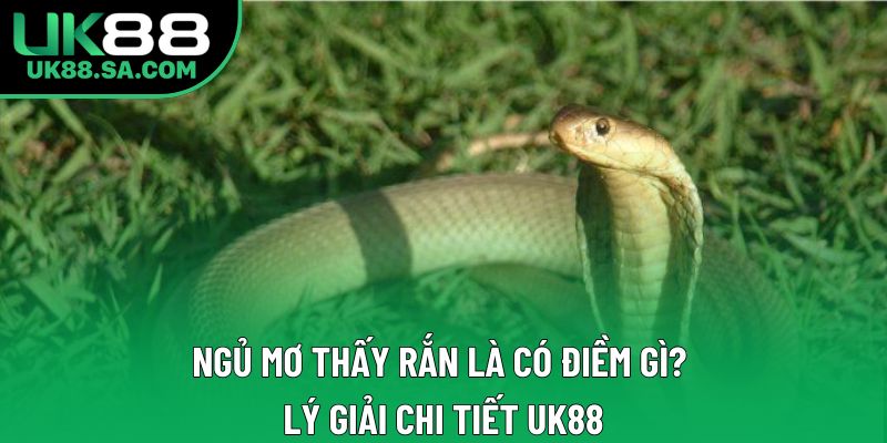 Ngủ Mơ Thấy Rắn Là Có Điềm Gì? Lý Giải Chi Tiết UK88